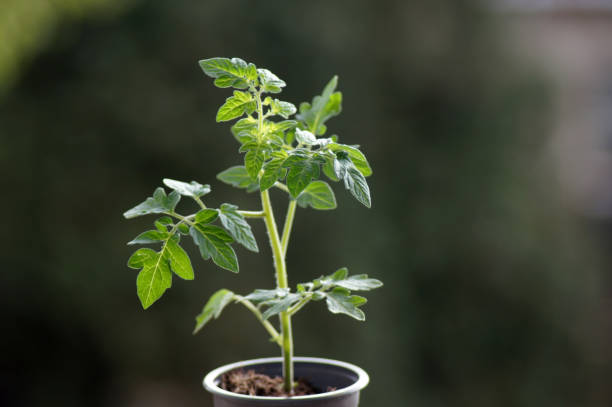 Young tomato plants in a flower pot Young tomato plants in a flower pot tomato plant stock pictures, royalty-free photos & images