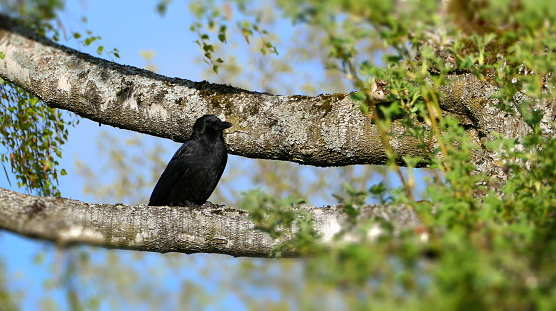Bavaria, Germany. Black crow  (Corvus brachyrhynchos) perched on a branch.