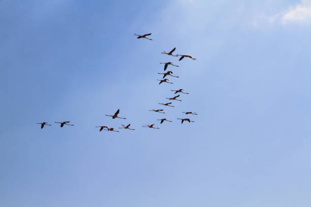 istock pink Flamingos 1316435936