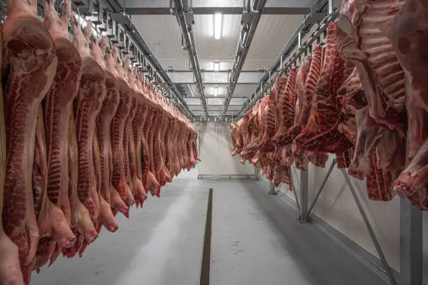 Photo of Rows with fresh raw pig carcasses are hanging in refrigerated room.