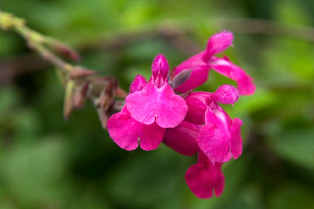 fleurs roses lumineuses d’un greggii de salvia ou de la sauge d’automne - salvia microphylla photos et images de collection