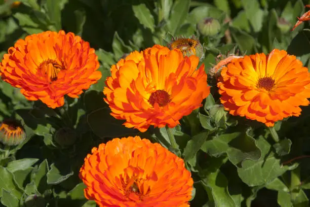 Photo of Orange flowers of a calendula plant in the sunshine