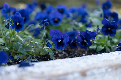 Blue pansy flowers and plants planted in the flowerbed