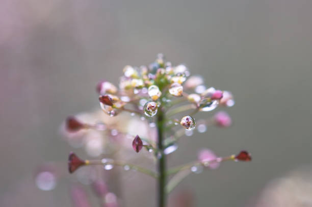 Close-up of pink flower in the meadow under the rain