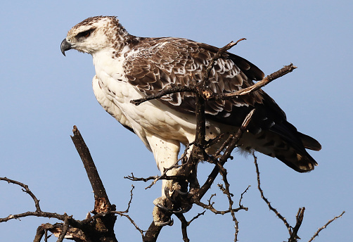 A martial eagle perches high on a tree looking for its next meal.