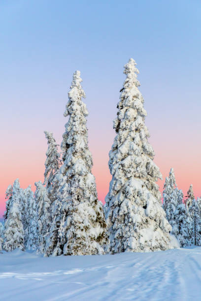 istock Scenic view of snow covered trees against dramatic sky 1316441567