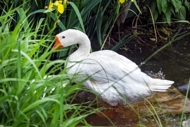 Photo of White goose by water in grass