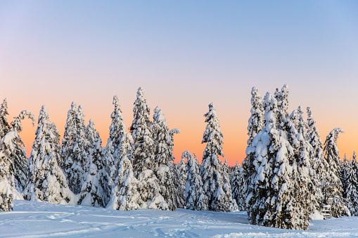 Snow covered trees in forest against sky during sunset