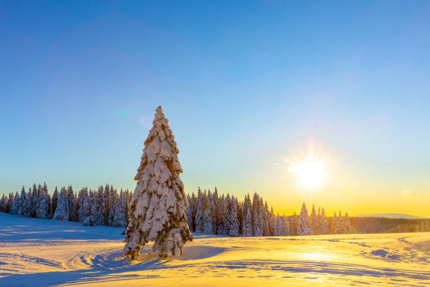 Scenic view of snow covered forest and sky during sunset