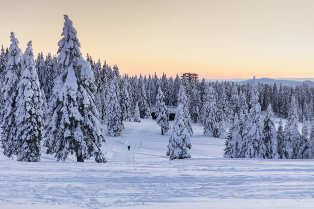 istock Scenic view of snow covered with trees against dramatic sky 1316442084