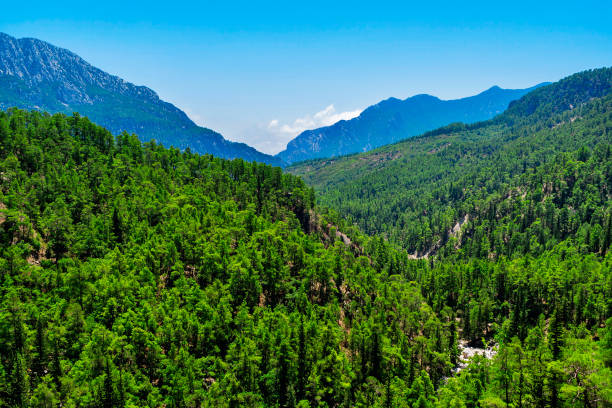 istock Landscape with mountains and evergreen forest on a sunny summer day 1316442216
