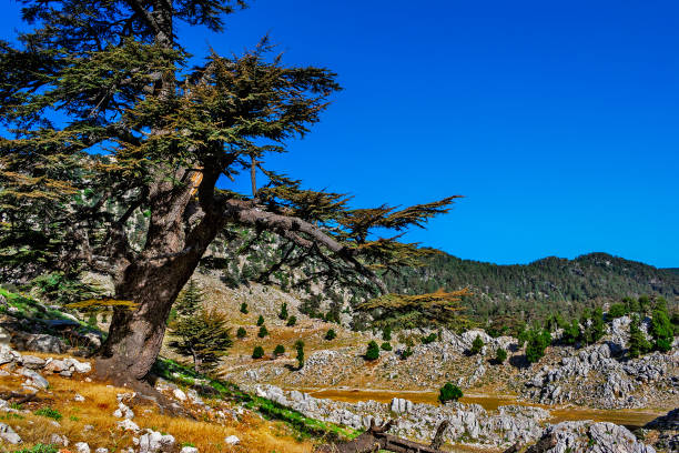 istock Landscape with big old pine trees in the mountains a sunny summer dno 1316442818