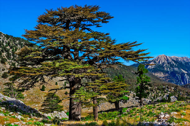 istock Landscape with big old pine trees in the mountains a sunny summer dno 1316442831