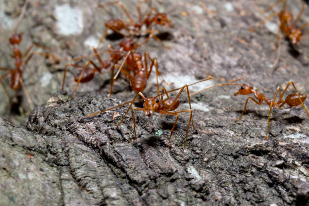 istock Close up small red ants on brown dry twig 1316442905