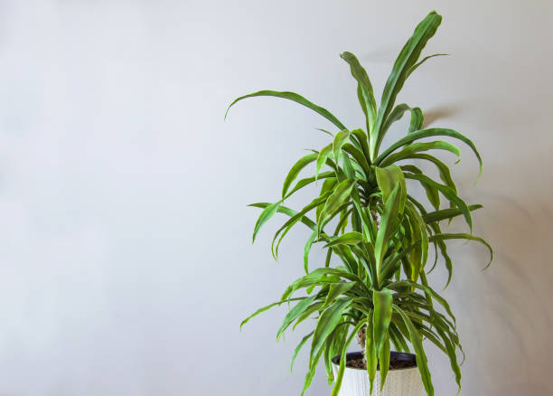 istock flower Yucca in a white pot on a pedesta 1316442925