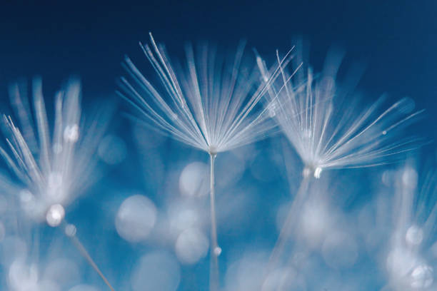 istock Dandelion seeds with dew drops are a perfect decoration for a stylish interior 1316445936