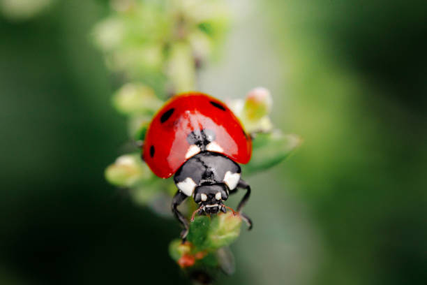 istock Spring Nature background. Green grass with ladybug. Beautiful nature background with morning fresh grass and ladybug. 1316446271