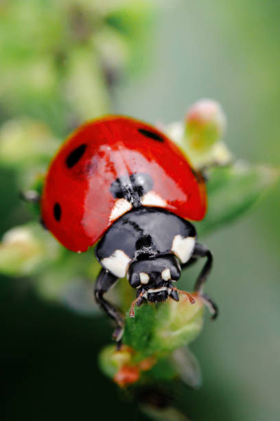istock Spring Nature background. Green grass with ladybug. Beautiful nature background with morning fresh grass and ladybug. 1316446359