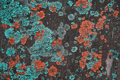 Blue and orange lichen on a tree. Defeat of the tree trunk lichen. The texture of wood and lichen. A kind of moss on the bark of a tree. Selective focus