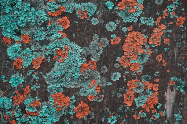 Photo of Blue and orange lichen on a tree. Defeat of the tree trunk lichen. The texture of wood and lichen. A kind of moss on the bark of a tree