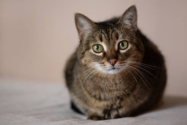 istock portrait of a cat 1316448264