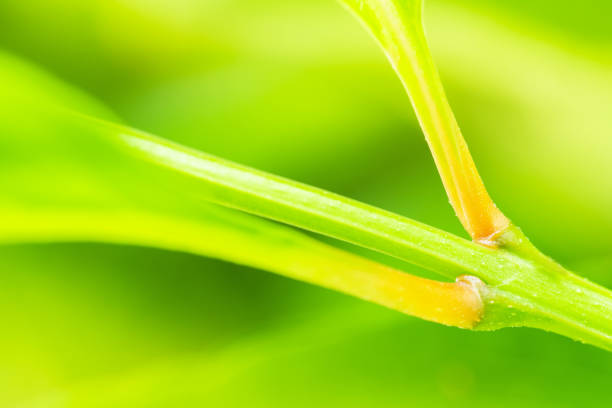 Close-up nature view of green leaf on blurred greenery background for using as background natural green plants landscape and ecology and natural wallpaper,macro photo