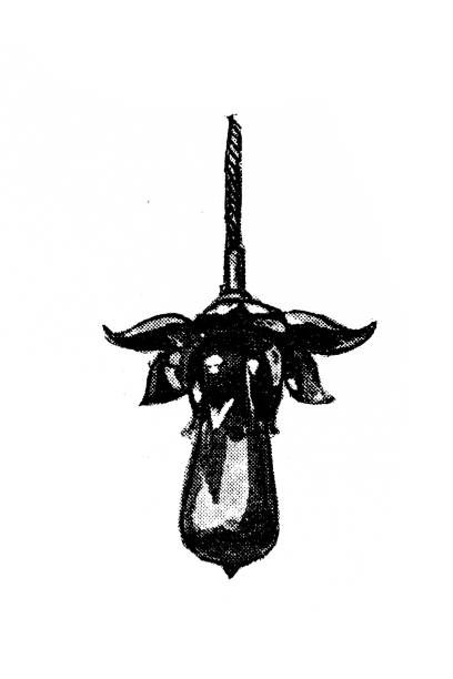 różne przykłady opraw oświetleniowych w całej historii ,xix wieku - victorian style engraved image 19th century style image created 19th century stock illustrations