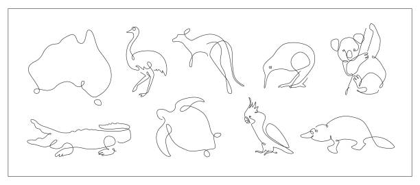 one line set of Australian animals. Koala and cackatoo outline. Kangaroo and kiwi continuous line. Ostrich lines design. Platypus lite art one line set of Australian animals. Koala and cockatoo outline. Kangaroo and kiwi continuous line. Ostrich lines design. Platypus line art. Vector continuous line drawing bird stock illustrations