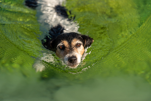 Dog 10 years old. Small cute Jack Russell Terrier swims in clear water.
