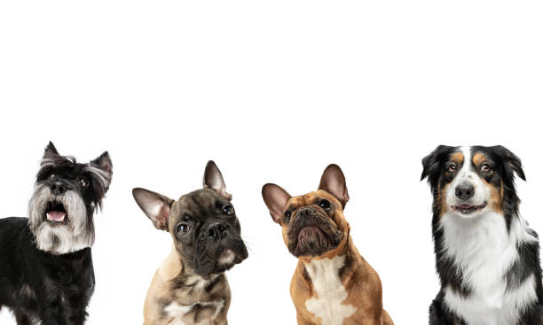 istock Close-up four cute dogs different breeds posing isolated over white studio background. Collage 1316450750