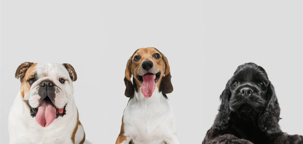 istock Collage of three funny dogs different breeds posing isolated over white studio background. 1316450758