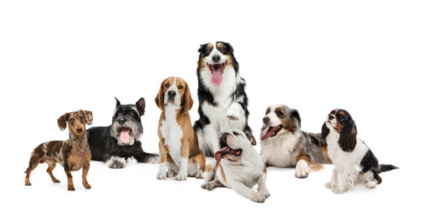 istock Art collage made of funny dogs different breeds posing isolated over white studio background. 1316450763