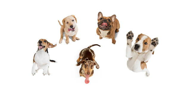 istock Art collage made of funny dogs different breeds posing isolated over white studio background. 1316450771