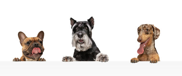istock Collage of three funny dogs different breeds posing isolated over white studio background. 1316450782