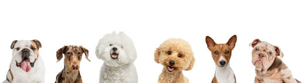 istock Six purebred dogs different breeds looking at camera isolated over white studio background. 1316450794