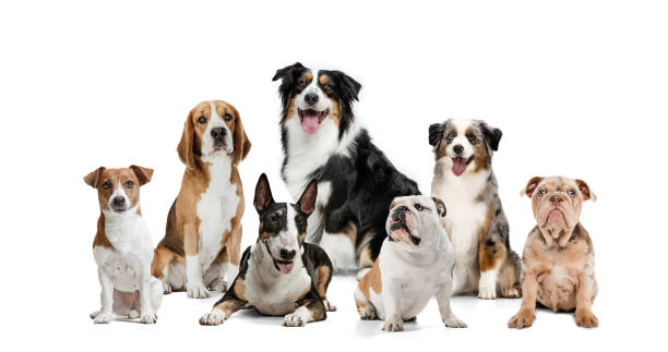 istock Art collage made of funny dogs different breeds posing isolated over white studio background. 1316450795