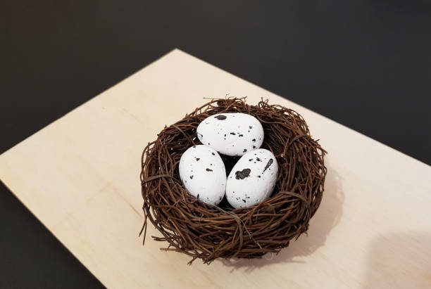 ovos em um ninho de galhos na mão em um fundo preto isolado. ninho de pássaros - eggs new life shape animals and pets - fotografias e filmes do acervo