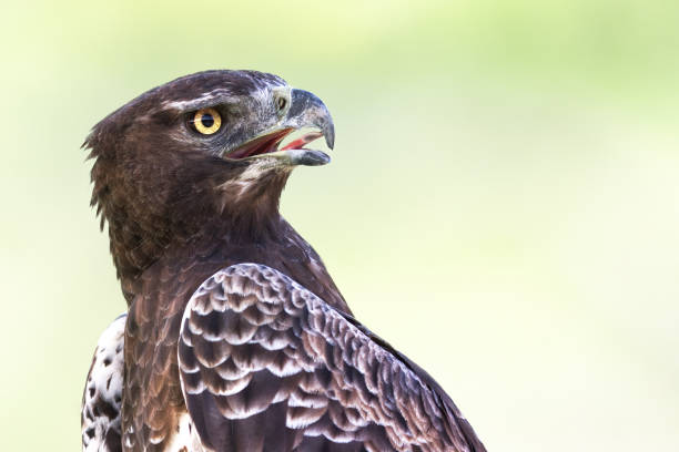 Portrait of a Martial Eagle stock photo