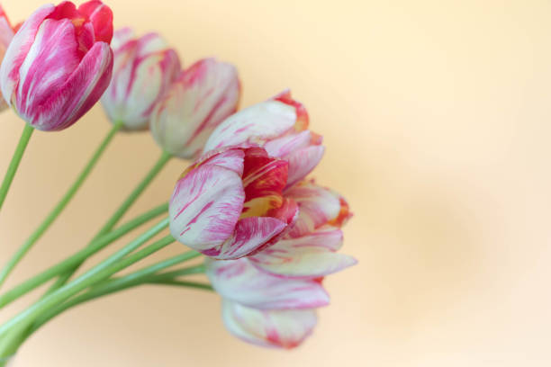 istock Tulips Bouquet On Orange Background 1316453908