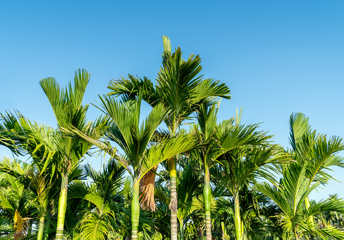 Areca palm or Areca nut tree is known as areca nut palm, betel palm, betel nut palm against the blue sky.