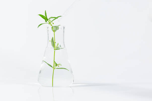 istock Test tubes with plants growing in nutrient medium standing in laboratory tube adaptor over white background with copy space for the text 1316455147