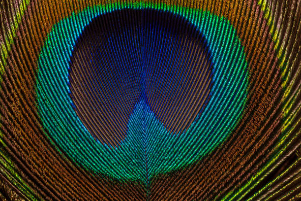 istock Macro peacock feather,Close up of a Peacock feather filling the frame 1316455245