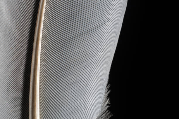 istock Black macro feather,Black macro feather,Black raven feathers ,Serbia, Feather, Macrophotography, Black Color, Gray Color,Raven feather in macro view ,Feather, Germany, Backgrounds, Bird, Black Color,Abstract, Art, 1316455294