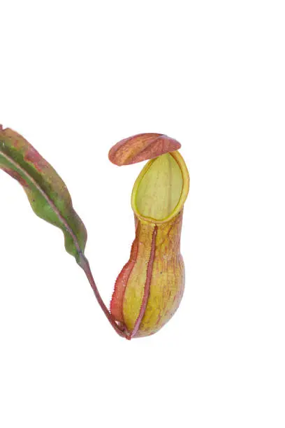 nepenthes flower tropical pitcher plants with white background. Green plant in nature background