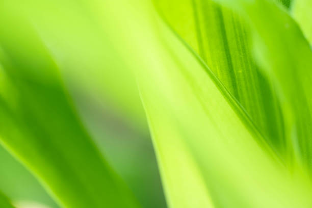 istock Nature view of green leaf on blurred greenery background in garden with copy space using as background natural green plants landscape, ecology, fresh wallpaper 1316455514