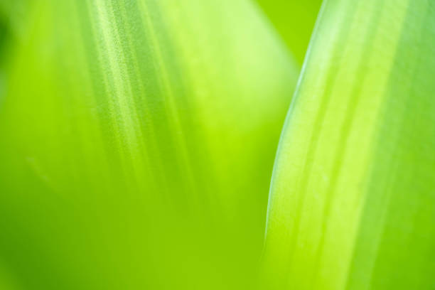 istock Nature view of green leaf on blurred greenery background in garden with copy space using as background natural green plants landscape, ecology, fresh wallpaper 1316455544