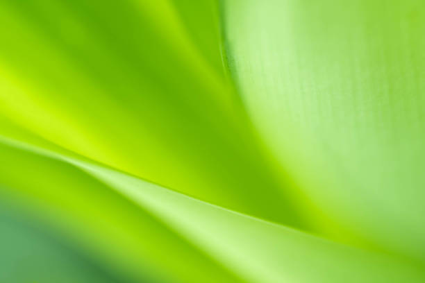 istock Nature view of green leaf on blurred greenery background in garden with copy space using as background natural green plants landscape, ecology, fresh wallpaper 1316455838