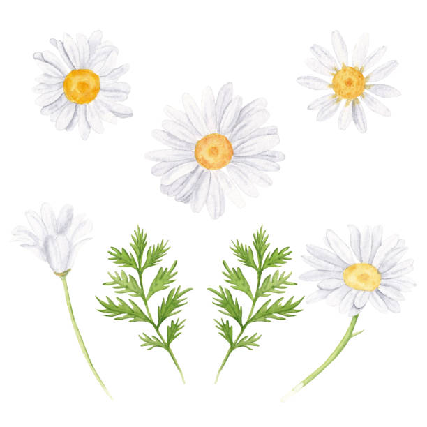 akwarela botaniczna ilustracja zestaw z rumianku kwiaty i liście - rumianek stock illustrations