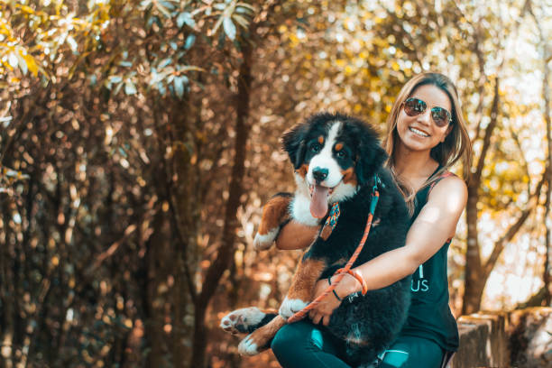 woman with Bernese stock photo