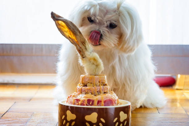 istock Dog celebrating his birthday 1316457459
